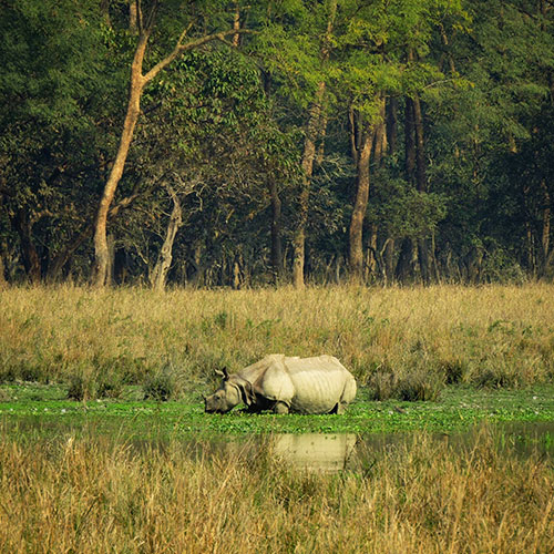 Assam Scenic Delight Tour