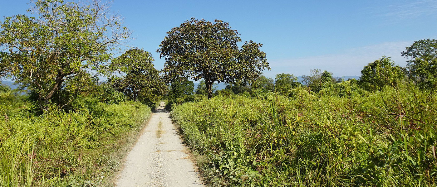 Assam Nature Escape