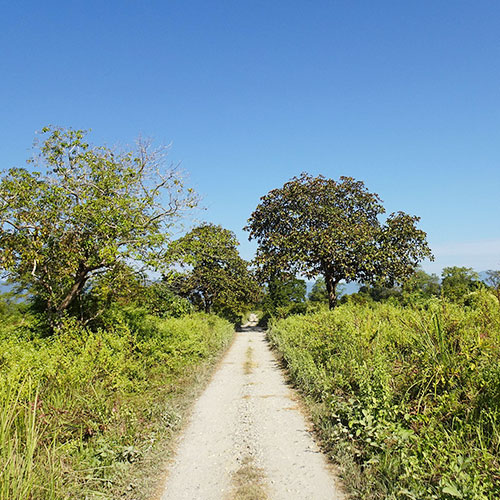 Assam Nature Escape