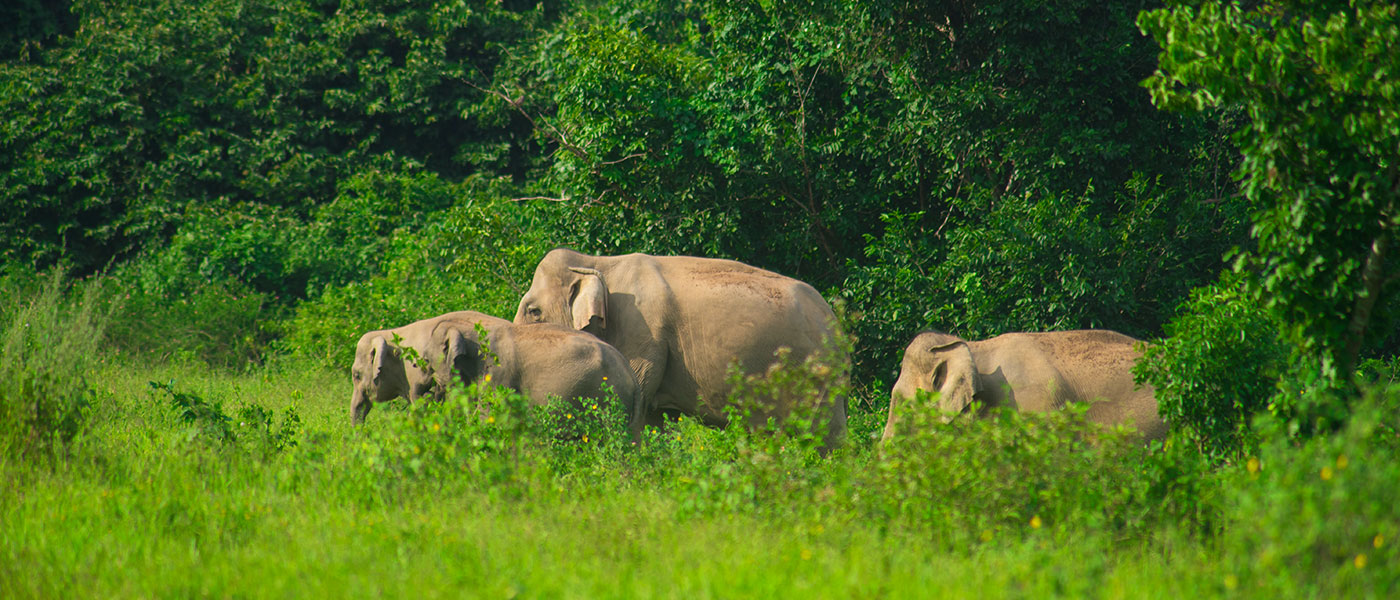 Mystic Forests of Dooars