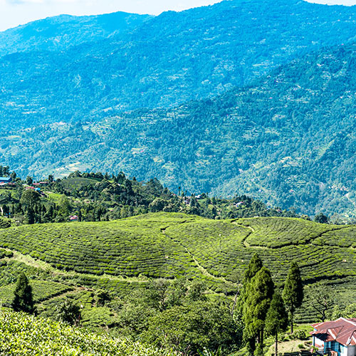 4 Days in Darjeeling