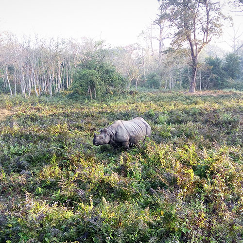 Dooars Wildlife Escape