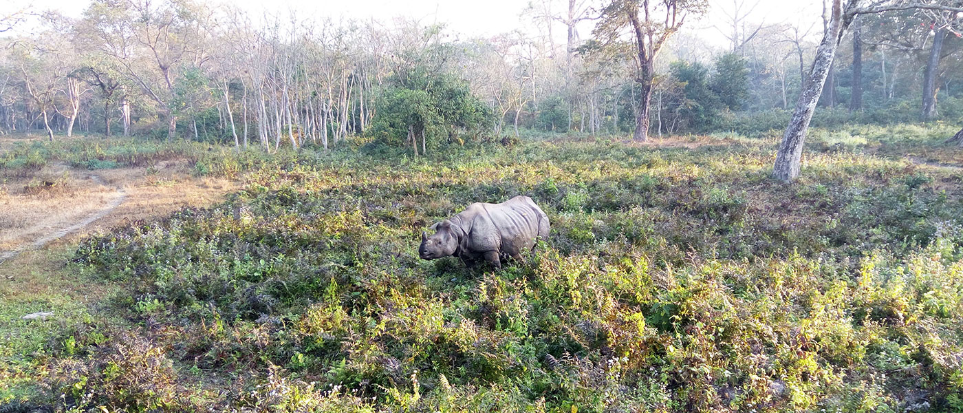 Dooars Wildlife Escape