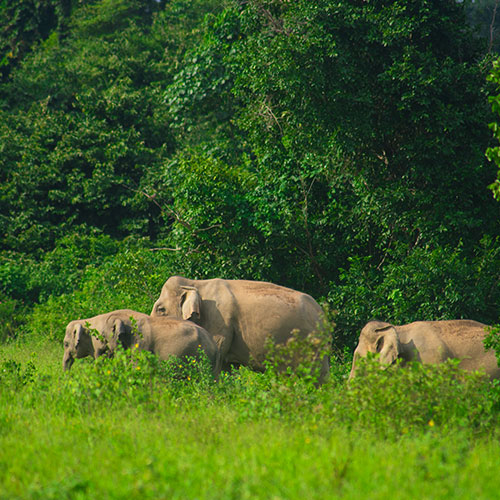 Mystic Forests of Dooars